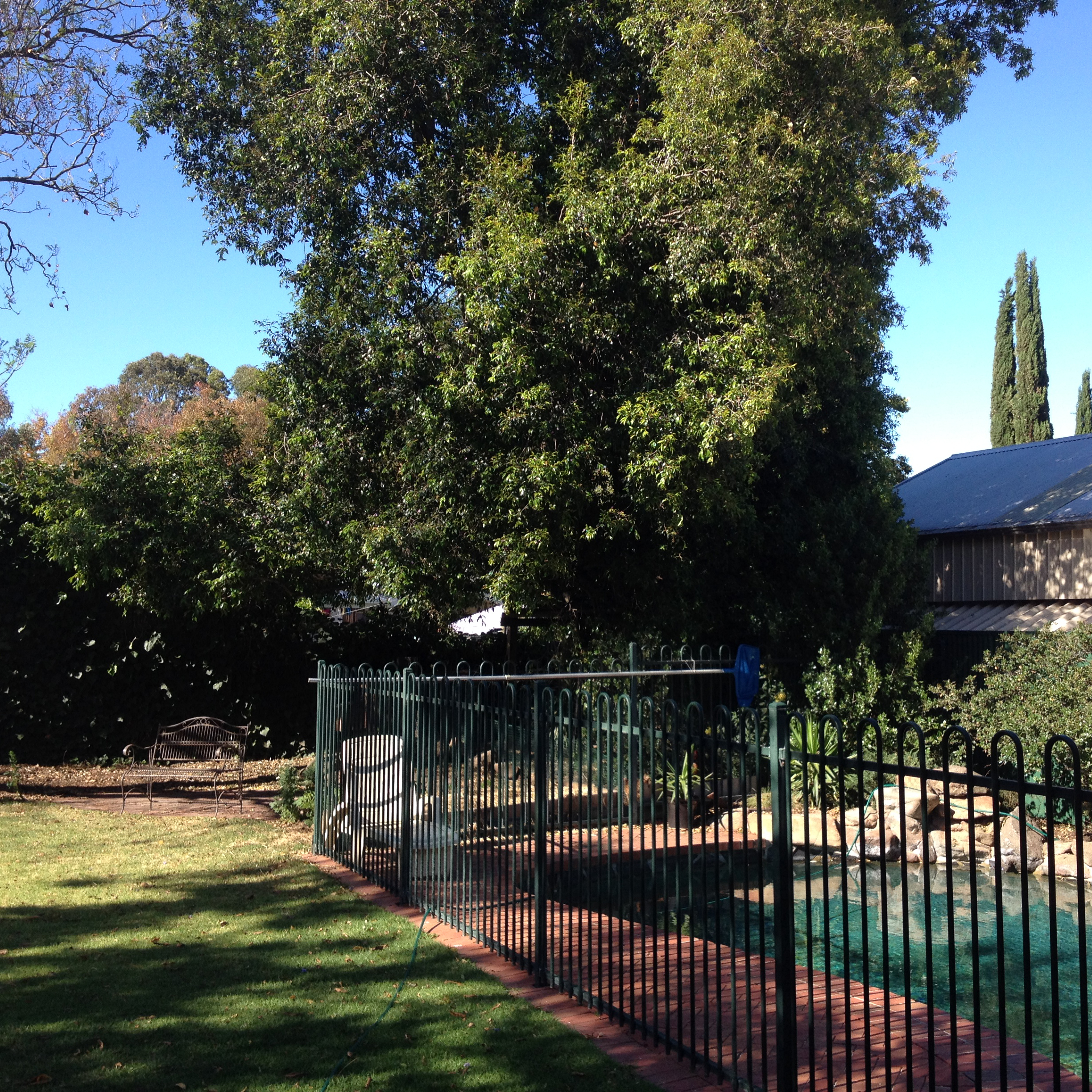 old pool and backyard